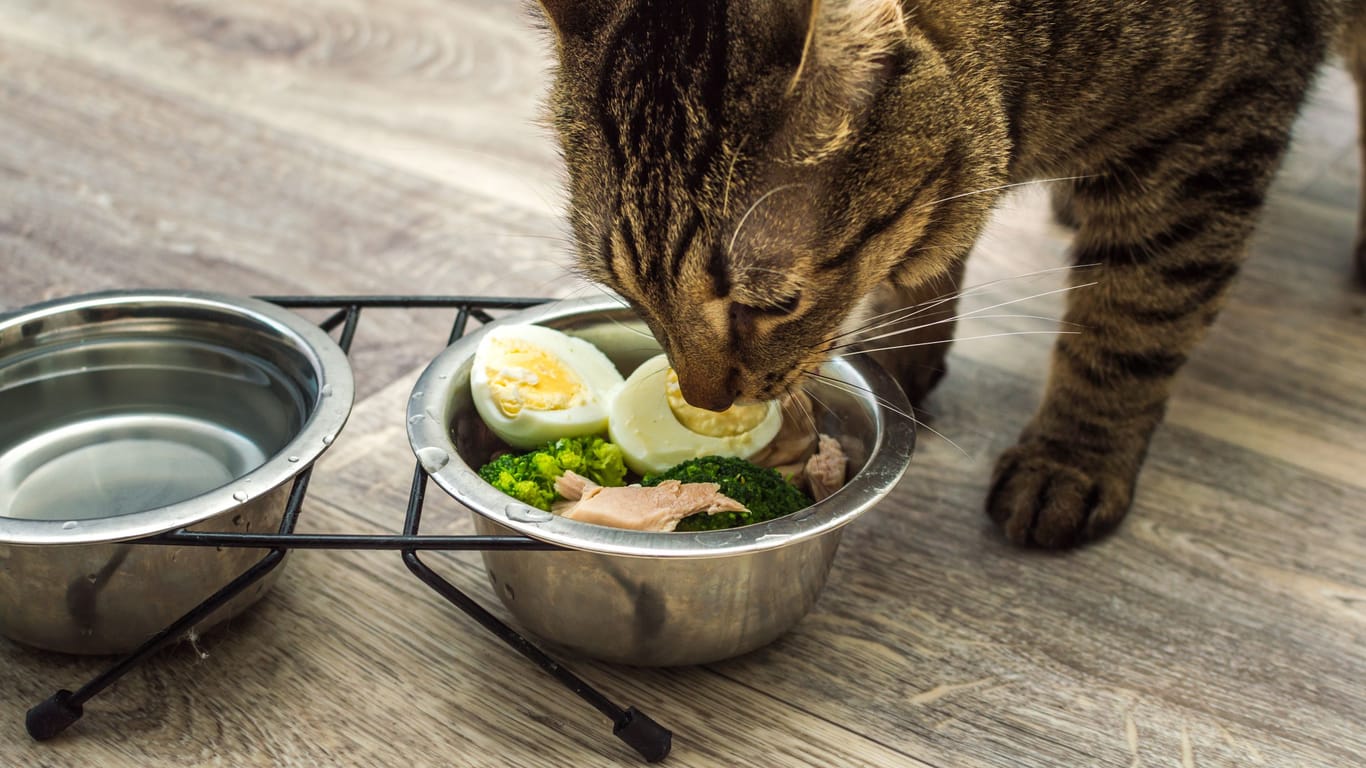 Katzenfutter: Die Haustiere vertragen nicht alle Lebensmittel gut.