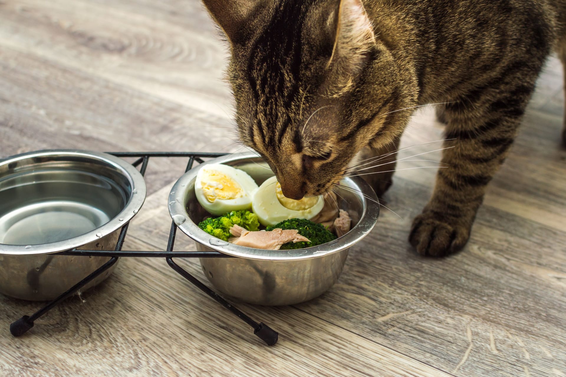 Katzenfutter: Die Haustiere vertragen nicht alle Lebensmittel gut.