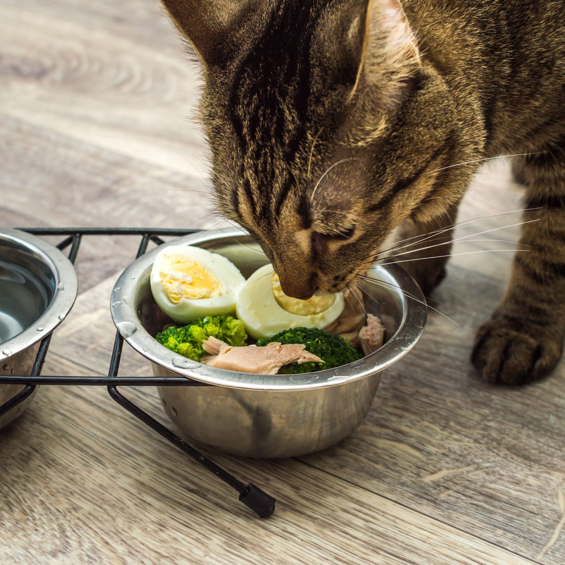 Кошке можно давать яйцо. Кошка кушает. Кошка ест яичницу. Кот ест яйца вареные. Кошка яичница.