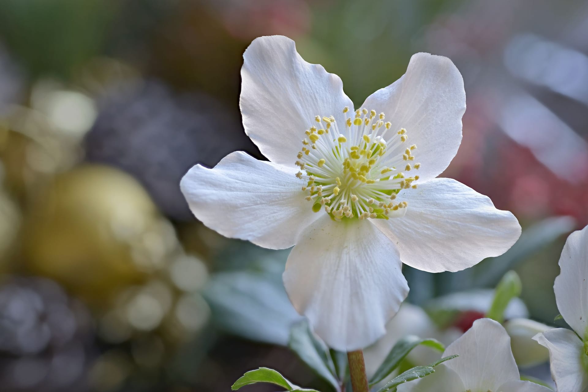 Winterharte Stauden: Die Christrose blüht sogar bei Eis und Schnee.