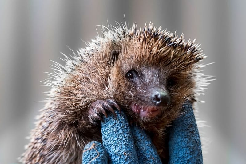 Die Igel-Auffangstationen des Tierheims Erlangen platzt derzeit aus allen Nähten.