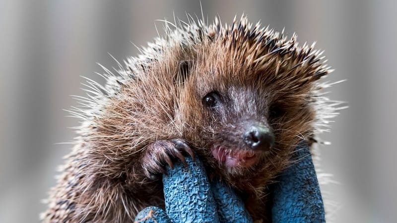 Die Igel-Auffangstationen des Tierheims Erlangen platzt derzeit aus allen Nähten.