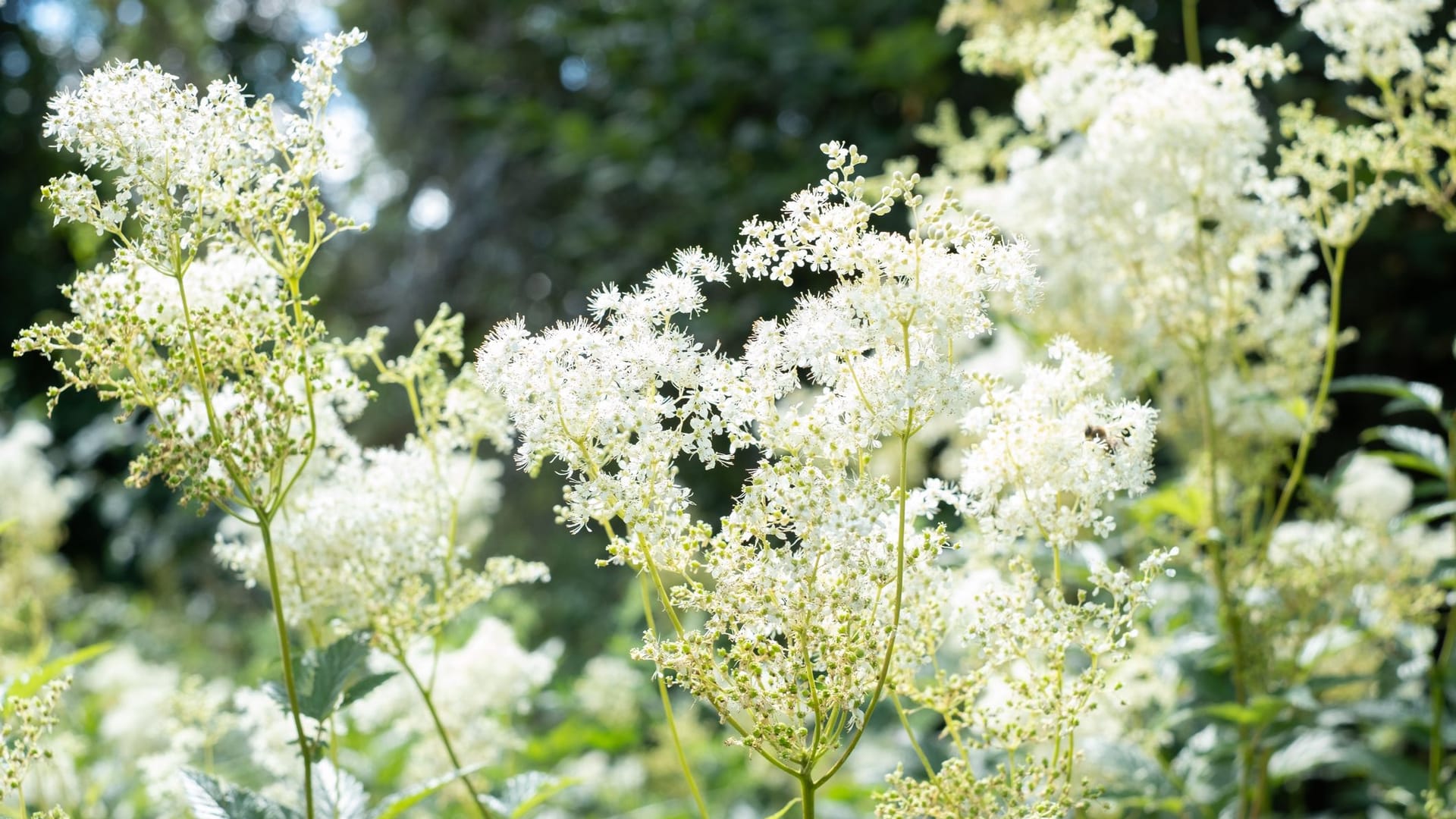 Lat. "Filipendula ulmaria"