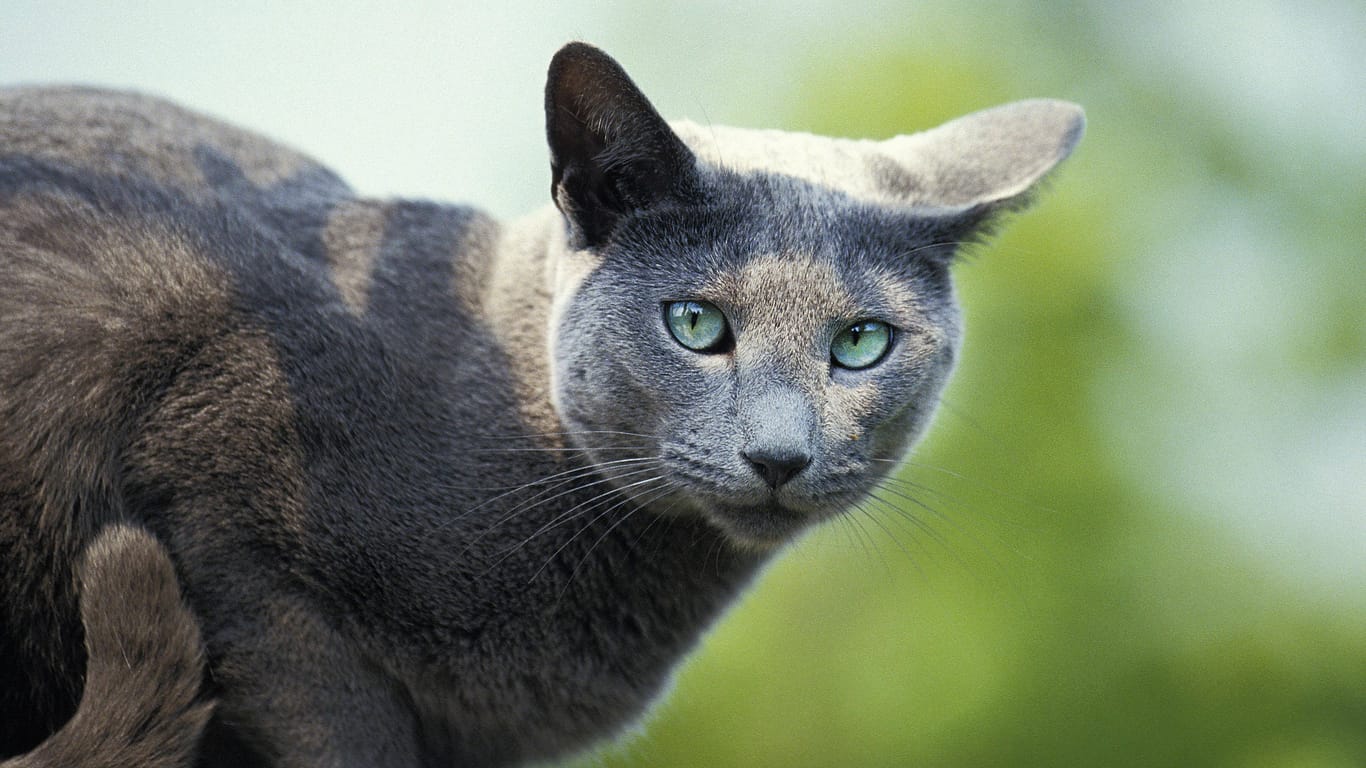 Eine erwachsene Russisch-Blau-Hauskatze: Bei dem vermissten Tier handelt es sich um eine solche Rasse.