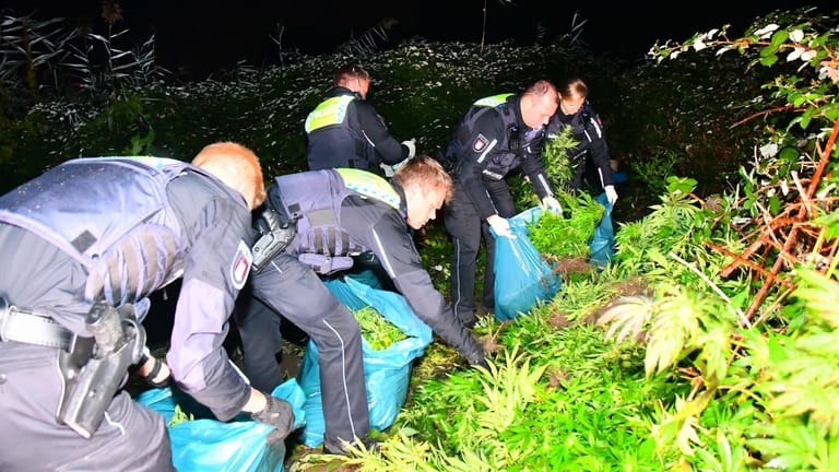 Die Beamten der Polizei packen die Pflanzen in Säcke: Ein Passant hatte die Polizei alarmiert.