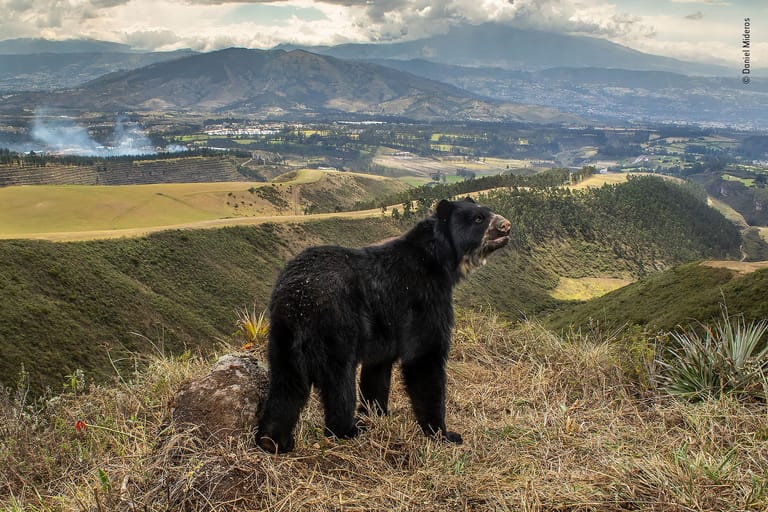 Ein Bär steht einsam auf einem Hügel umzingelt von einer landwirtschaftlich erschlossenen Gegend in Ecuador.