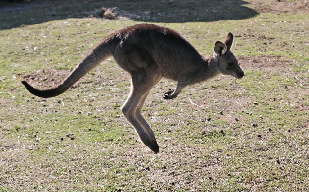 Känguru