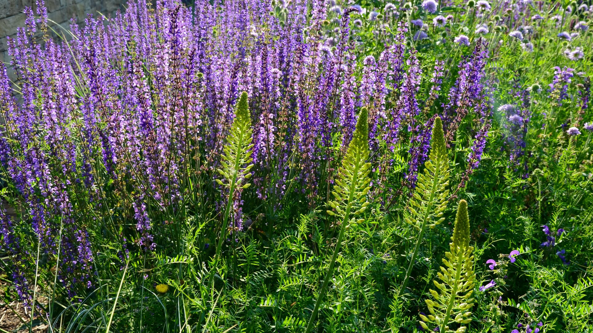 Lat. "Salvia nemorosa"