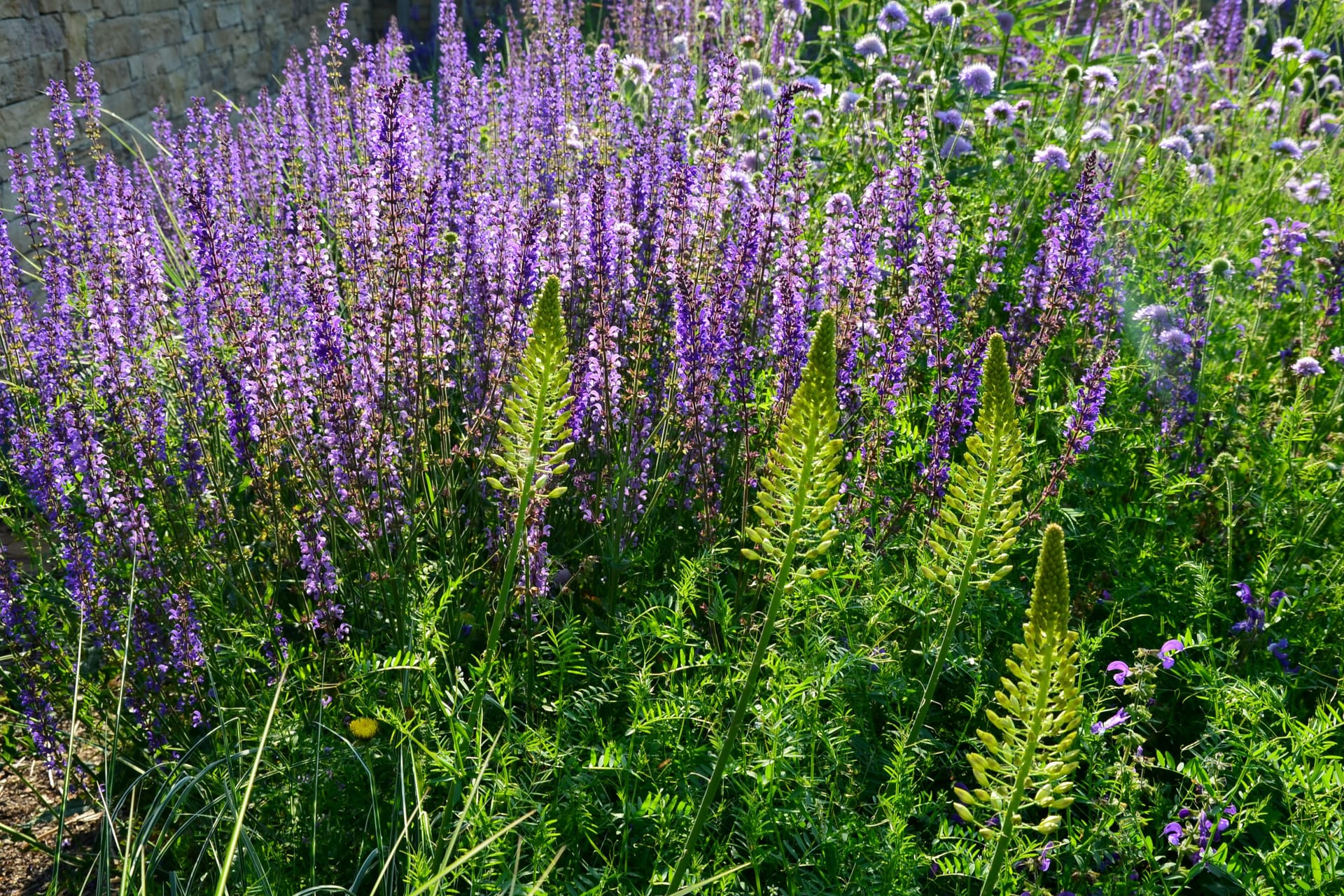 Lat. "Salvia nemorosa"