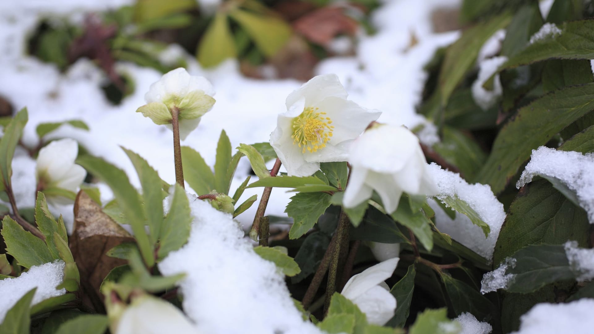 Lat. "Helleborus niger"