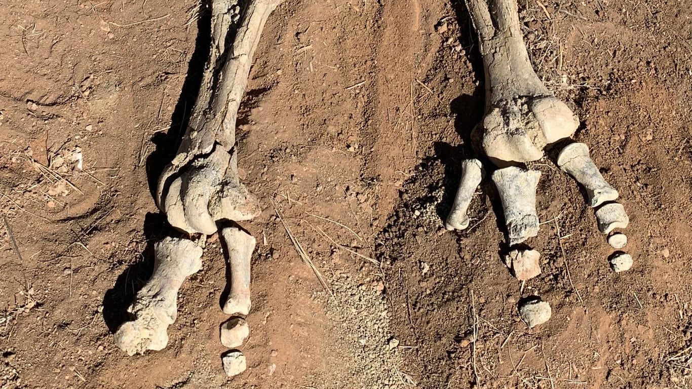 Bislang vergraben in der australischen Erde: Überreste des Stirton-Donnervogels.