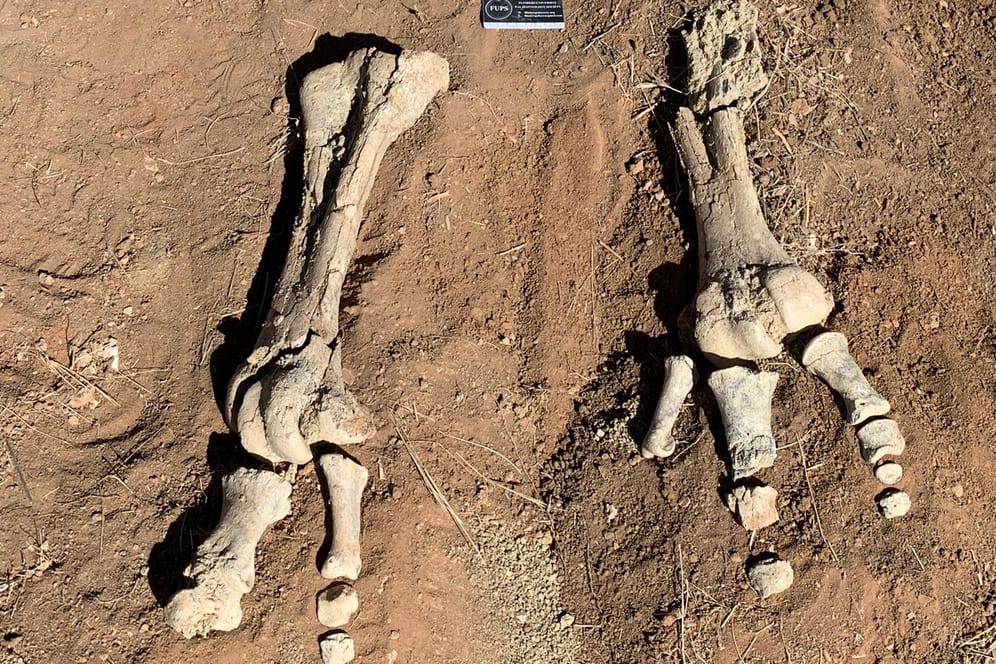 Bislang vergraben in der australischen Erde: Überreste des Stirton-Donnervogels.