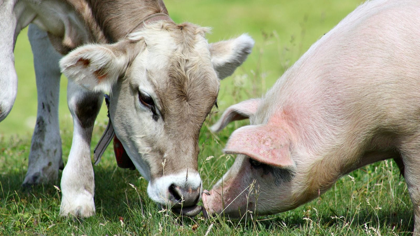 Wem Tiere nicht egal sind, der sollte beim Einkauf aufs Tierwohl achten.