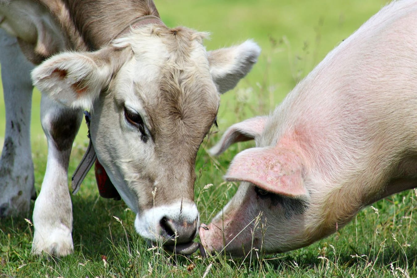 Wem Tiere nicht egal sind, der sollte beim Einkauf aufs Tierwohl achten.