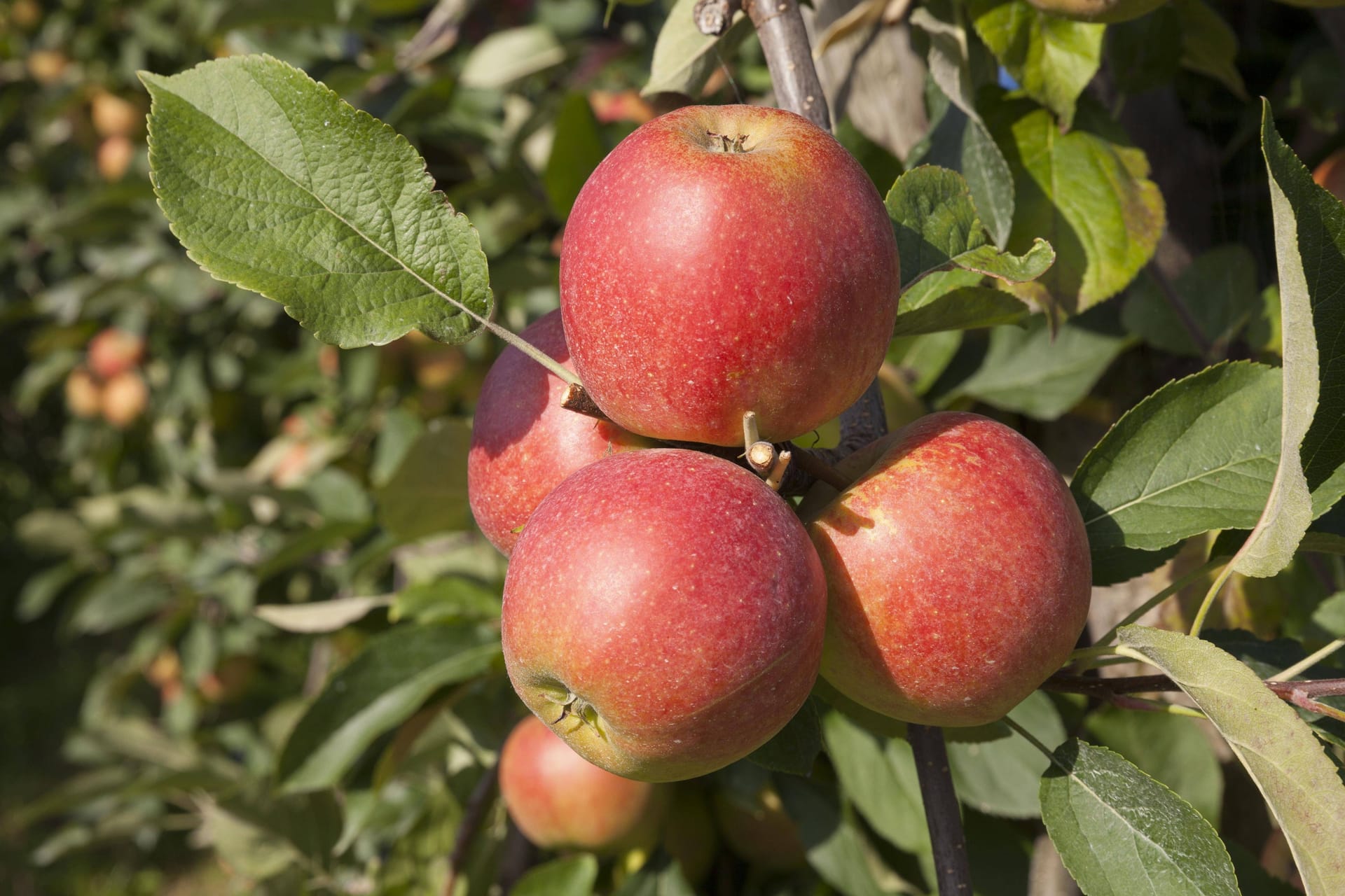 Äpfel an einem Baum im Alten Land: Eigentlich ist die Ernte in diesem Jahr super.