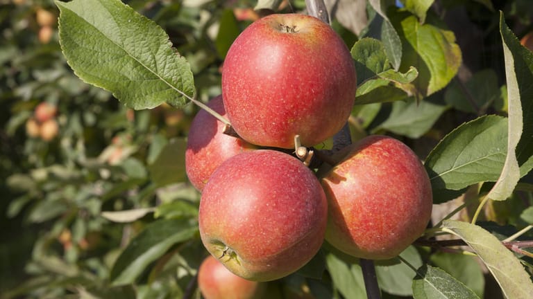 Äpfel an einem Baum im Alten Land: Eigentlich ist die Ernte in diesem Jahr super.