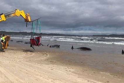 Gestrandete Wale an der Westküste von Tasmanien, Australien: Die meisten Tierkadaver sollen ins offene Meer geschafft werden.