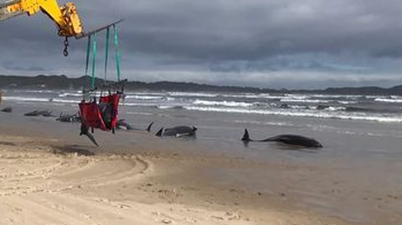 Gestrandete Wale an der Westküste von Tasmanien, Australien: Die meisten Tierkadaver sollen ins offene Meer geschafft werden.