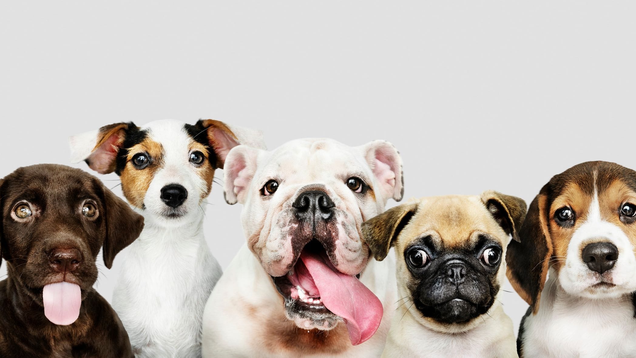 Kleine Hunderassen: Das sollten Sie wissen