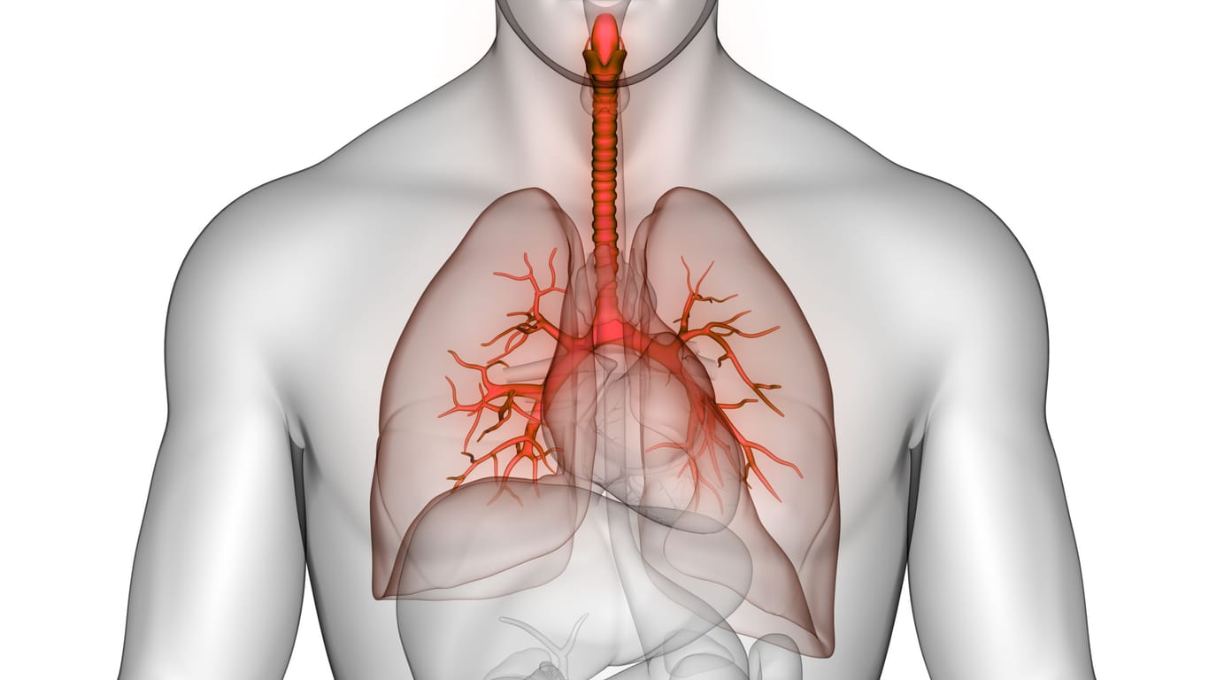 Luftröhre und Bronchialsystem