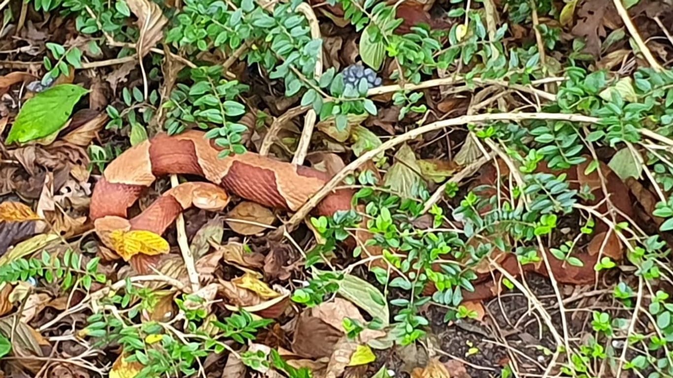 Die Schlange in der Grünanlage in Bremerhaven: Passanten entdeckten das Tier.