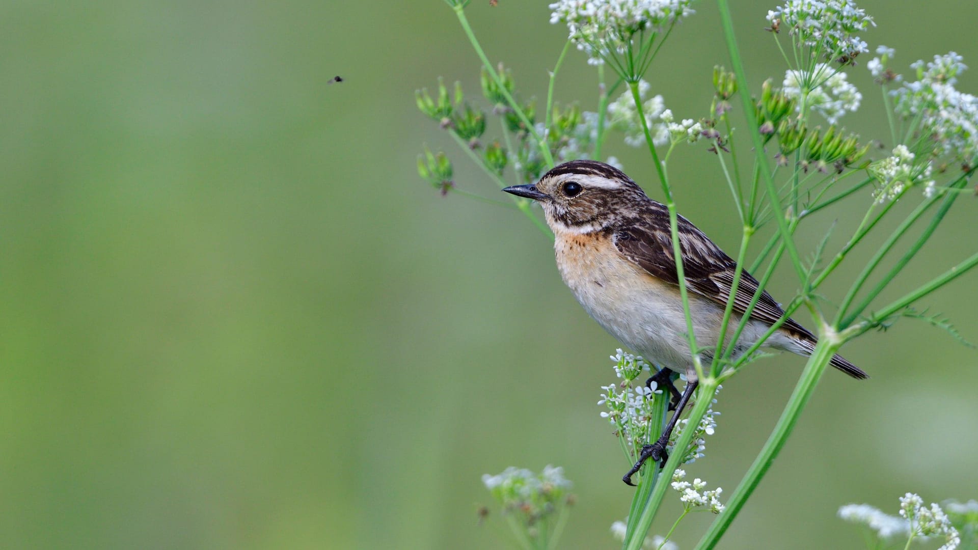 imago images Ein Braunkehlchen macht Rast: Zwischen April und September lebt der kleine Zugvogel in Deutschland. Doch die Zahl der Brutpaare nimmt rapide ab.