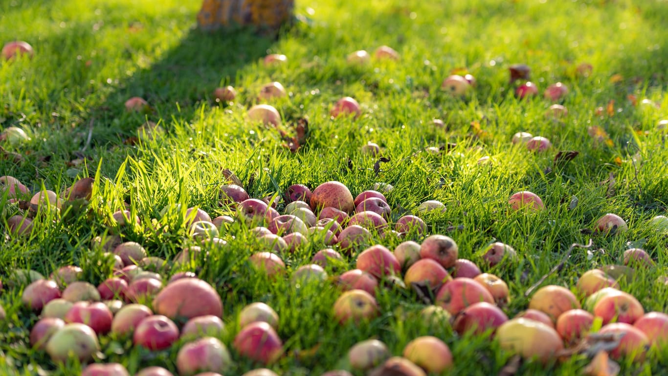 Augen auf bei der Apfelernte: Wer nicht sorgfältig aussortiert, riskiert gesundheitliche Folgen.