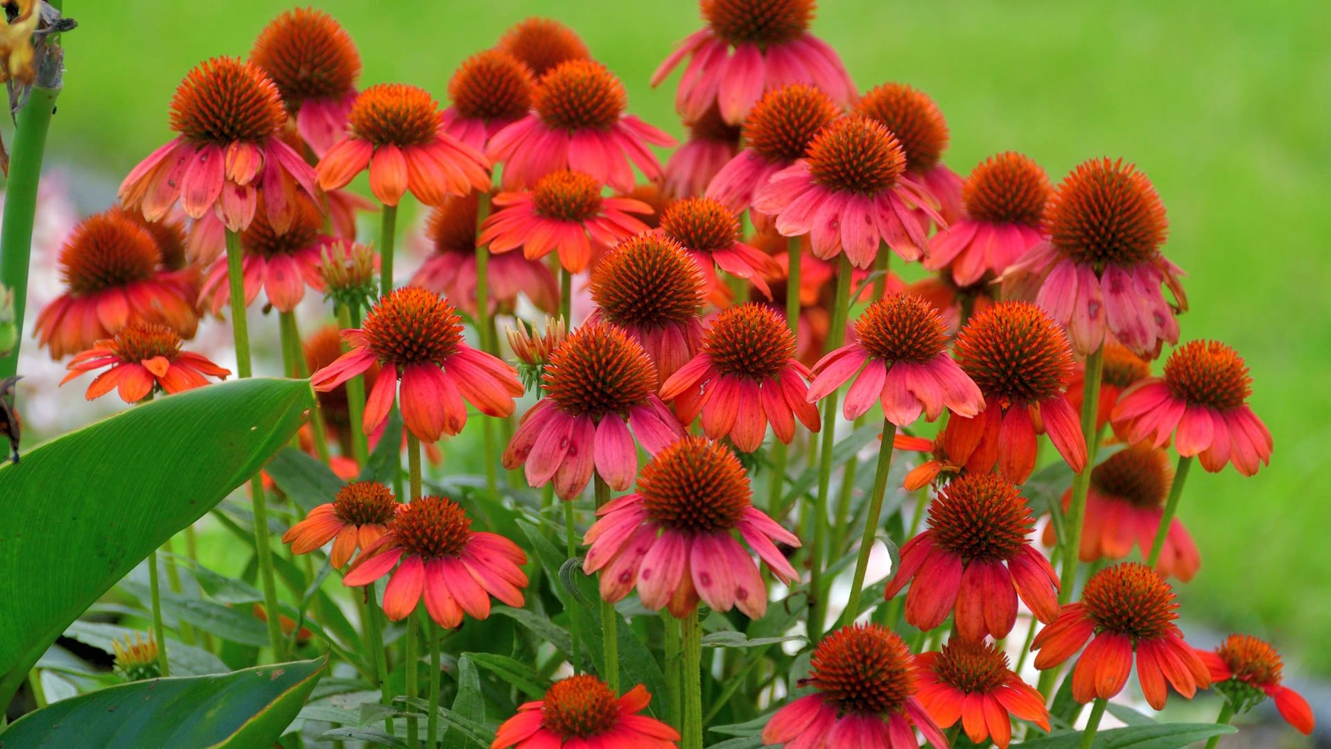 Lat. "Echinacea purpurea"