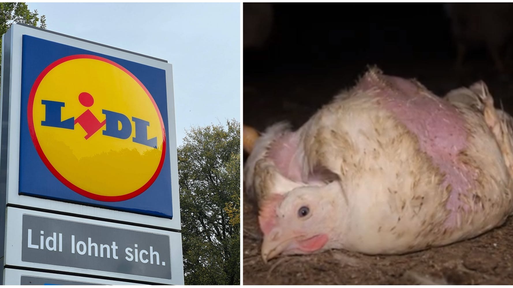 Lidl hat eine umfassende Aufklärung der Vorwürfe gegen einen Hähnchen-Lieferanten wegen mutmaßlicher Verstöße gegen das Tierschutzgesetz zugesichert. (Montage)