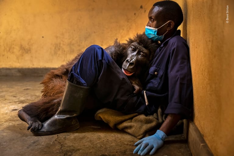 Im Nationalpark Virunga (Demokratischen Republik Kongo) stirbt Berggorilla Ndakasi in den Armen ihres Retters Ranger Andre Bauma.
