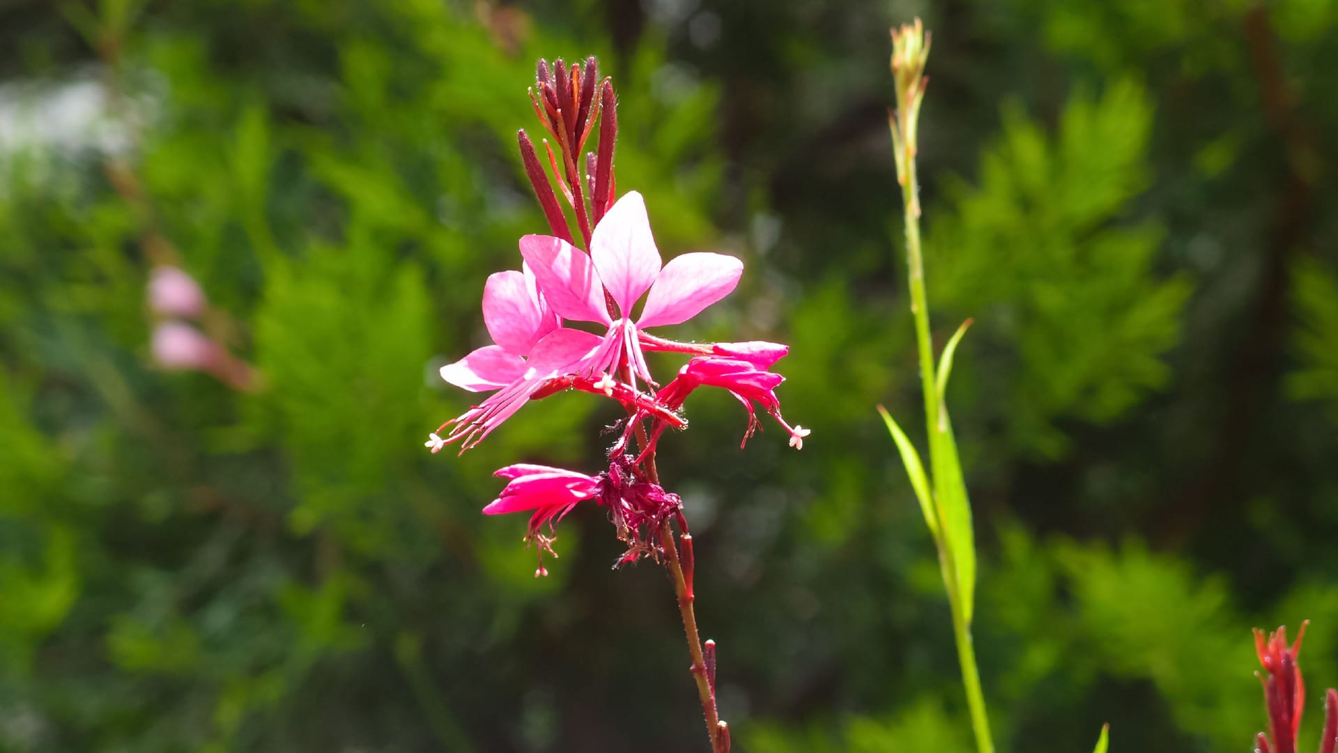 Lat. "Gaura lindheimeri"