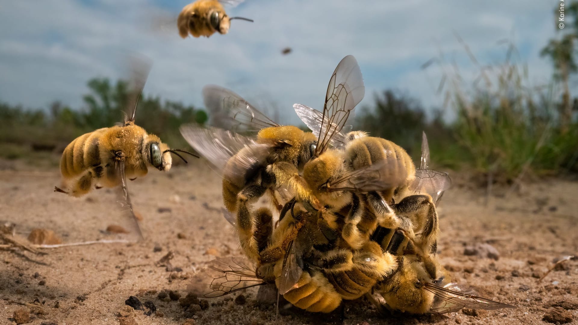 Kaktusbienen wettereifern um die Chance zur Fortpflanzung – mit diesem Foto hat Karine Aigner den diesjährige "Grand Title" beim Wildlife-Fotowettbewerb gewonnen.