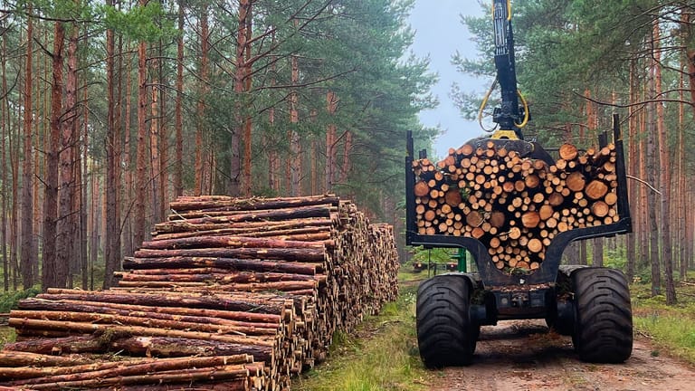 Forstkran stapelt Bäume: Weil die Kosten für Brennholz rasant steigen, versucht so mancher, es sich illegal zu beschaffen.
