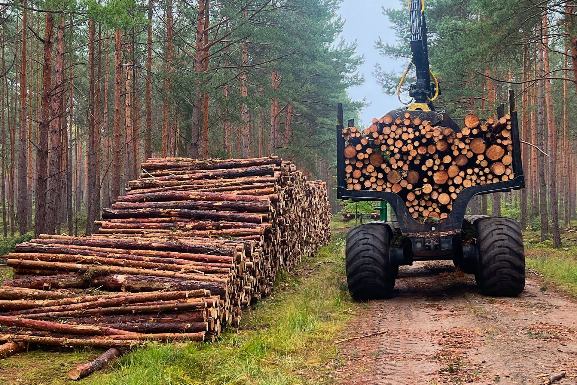 Forstkran stapelt Bäume: Weil die Kosten für Brennholz rasant steigen, versucht so mancher, es sich illegal zu beschaffen. Forstkran stapelt Bäume: Weil die Kosten für Brennholz rasant steigen, versucht so mancher, es sich illegal zu beschaffen.