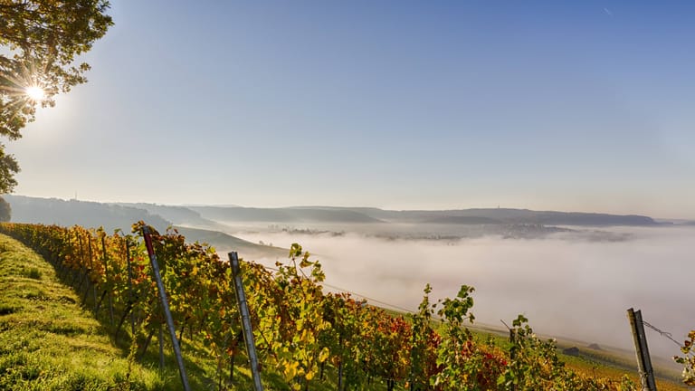 Traumhafte Aussicht: An einem Herbstmorgen auf dem Wartberg verschwindet Heilbronn im Nebel und die Weinreben leuchten in der Sonne.