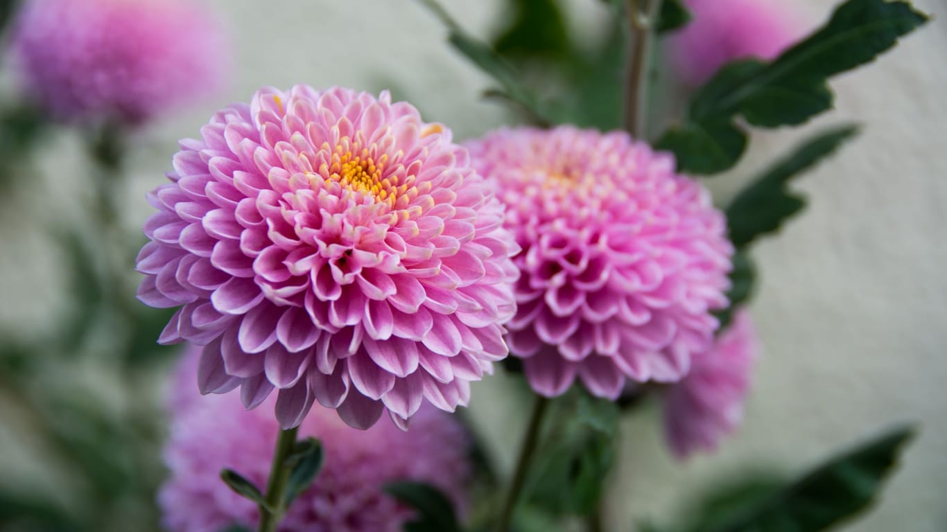 Rosa-violette Chrysanthemen 