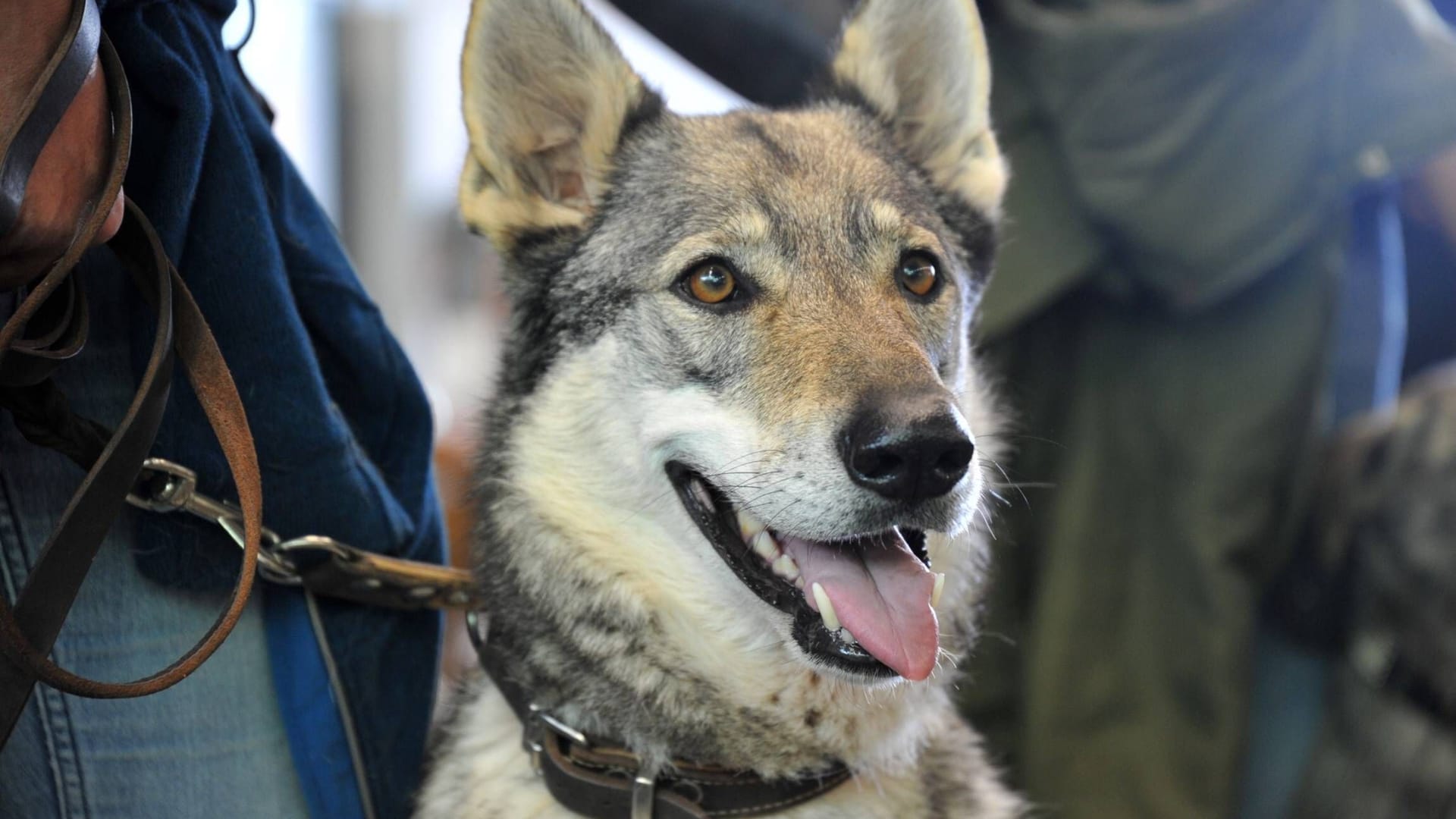 Ein Tschechoslowakischer Wolfshund bei einer Rassehunde-Ausstellung (Symbolfoto).