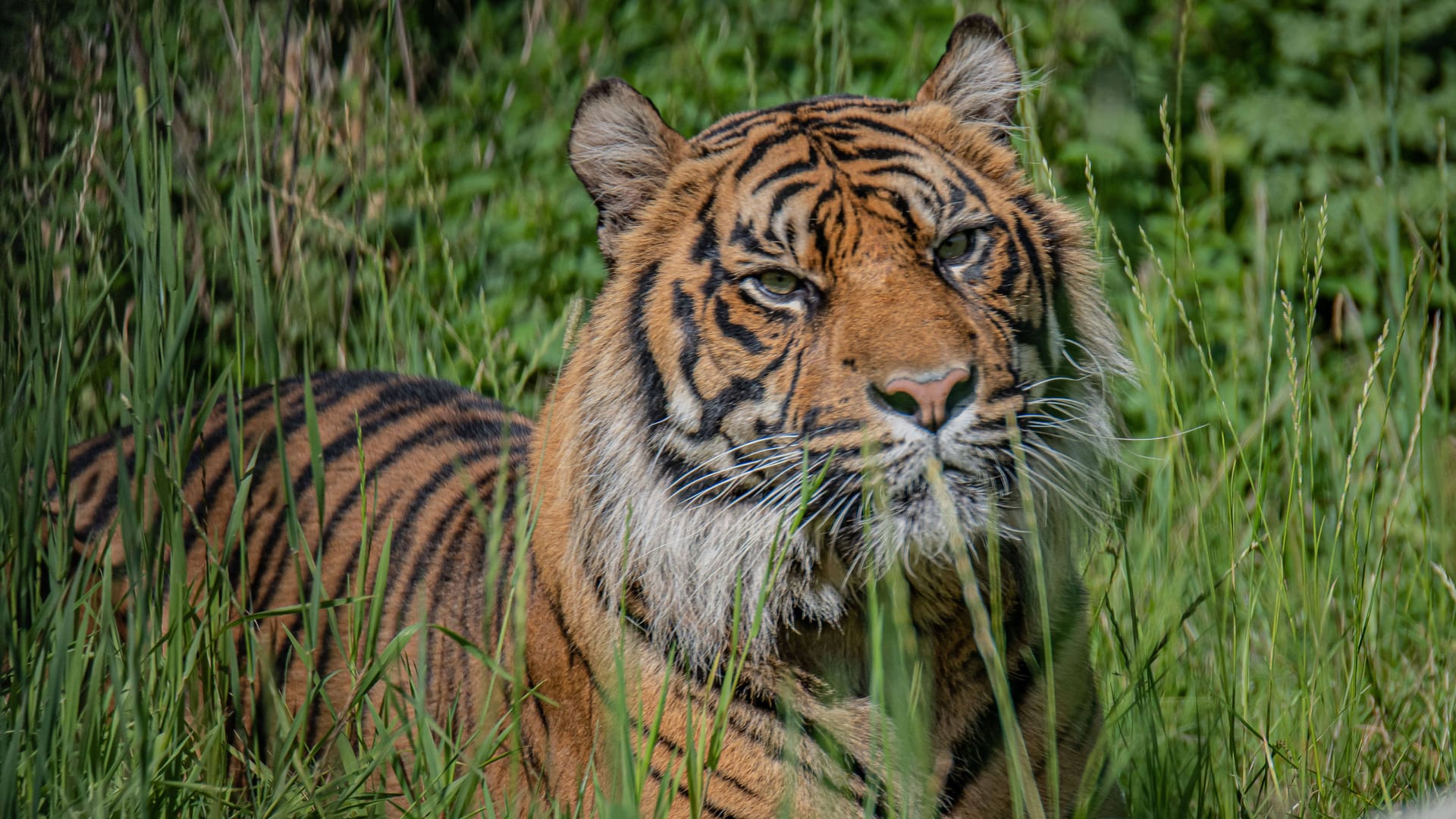 Tiger in Indonesien (Symbolbild): Ein Mann hat einen Tigerangriff mit Kopfverletzungen überlebt.