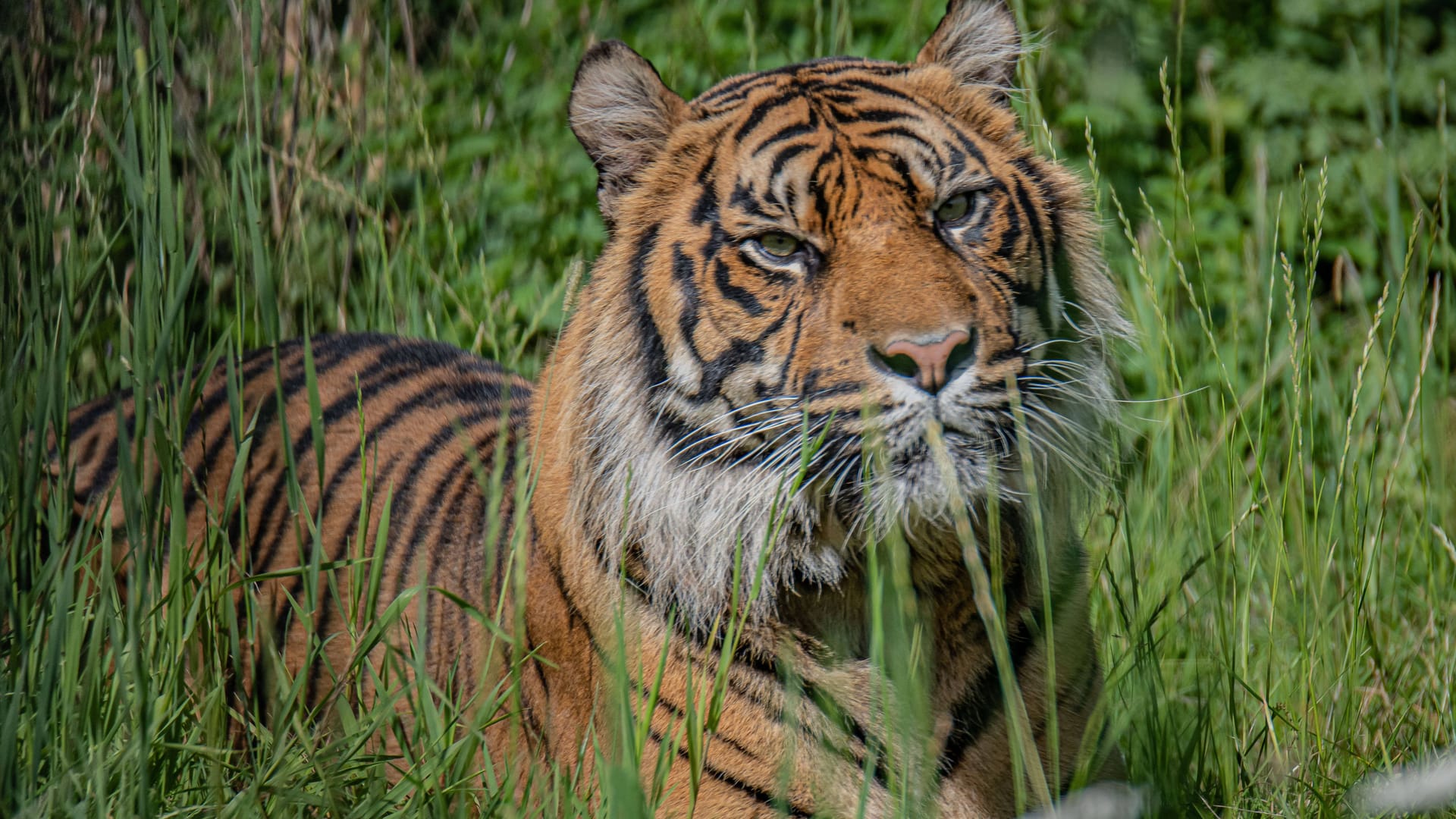 Tiger in Indonesien (Symbolbild): Ein Mann hat einen Tigerangriff mit Kopfverletzungen überlebt.