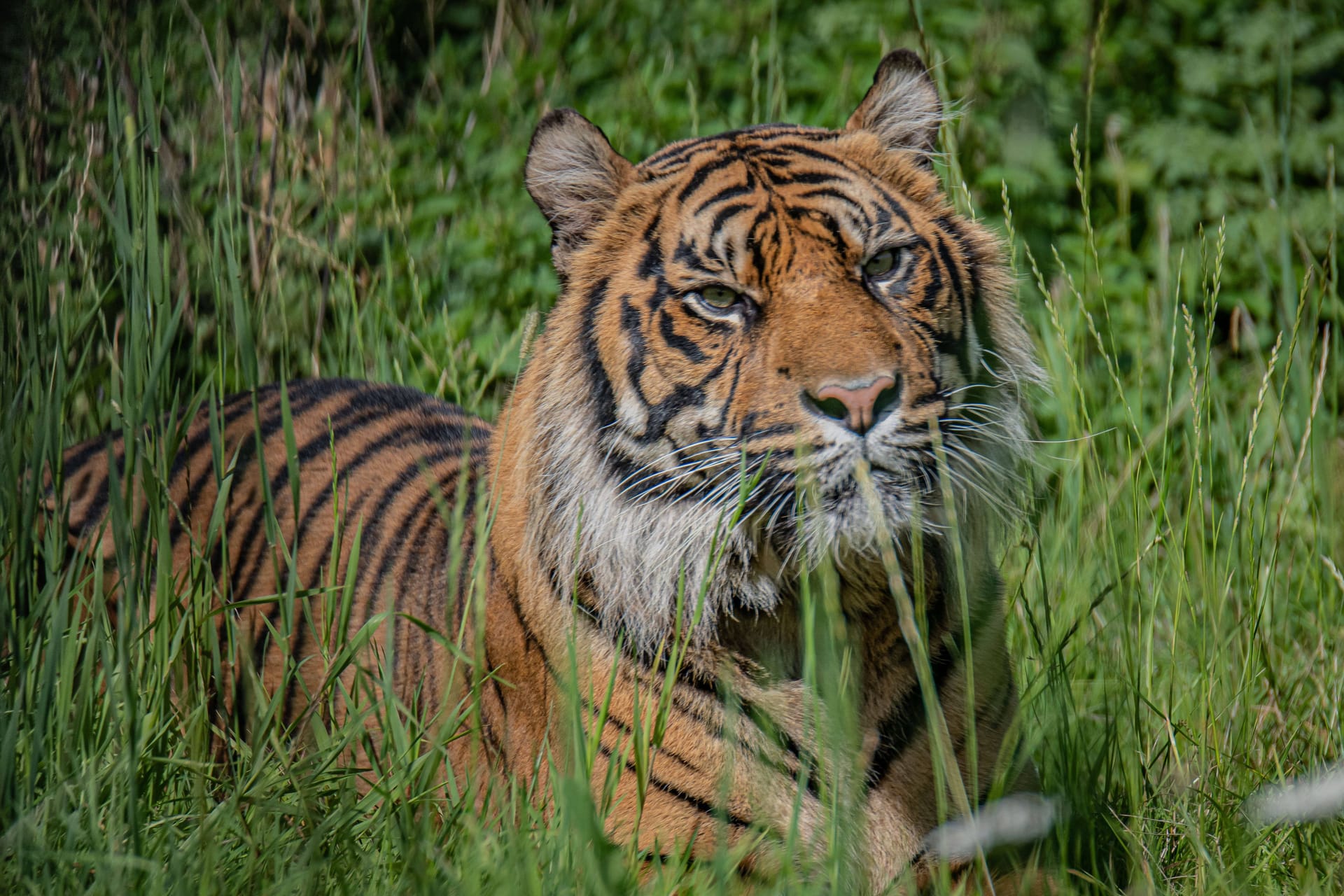 Tiger in Indonesien (Symbolbild): Ein Mann hat einen Tigerangriff mit Kopfverletzungen überlebt.