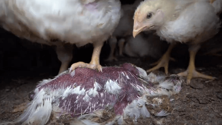Im Video zu sehen: Hühner steigen in mehreren Szenen über bereits verwesende Artgenossen, manche werden angepickt.