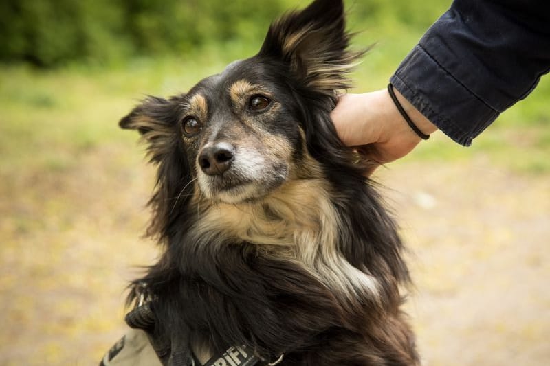 Vorsicht geboten: Ohne den Besitzer zu fragen, sollte man nicht einfach einen Hund streicheln.