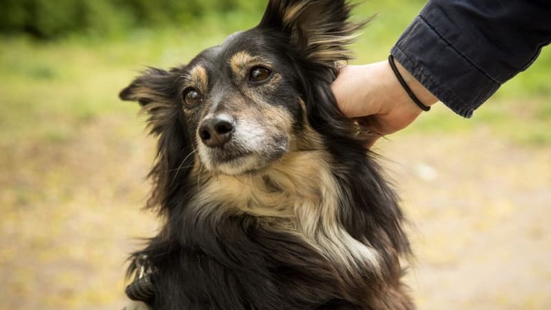 Vorsicht geboten: Ohne den Besitzer zu fragen, sollte man nicht einfach einen Hund streicheln.