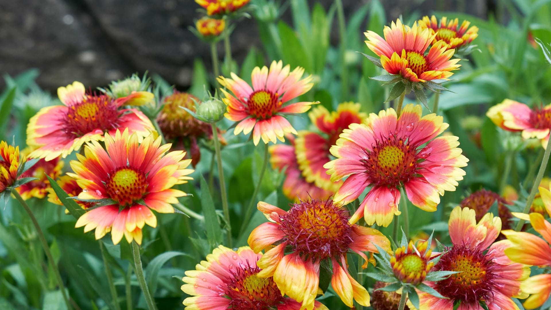 Lat. "Gaillardia Grandiflora"