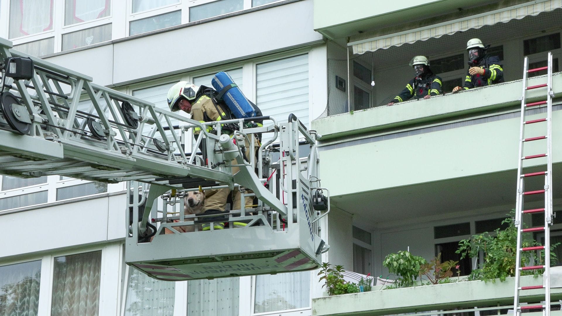 Unter den Geretteten war auch ein Hund. Er wurde per Drehleiter aus dem Haus geholt.