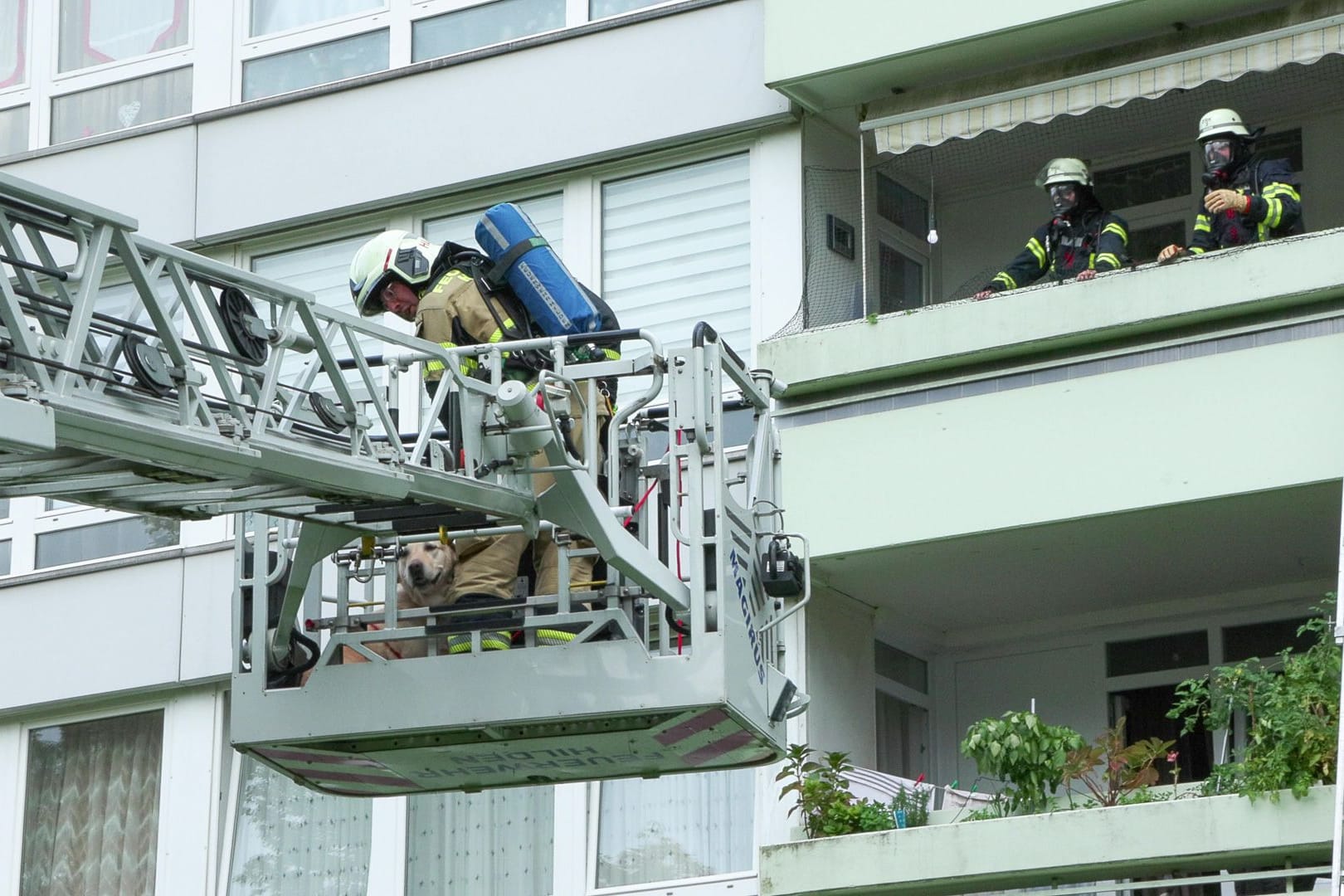 Unter den Geretteten war auch ein Hund. Er wurde per Drehleiter aus dem Haus geholt.