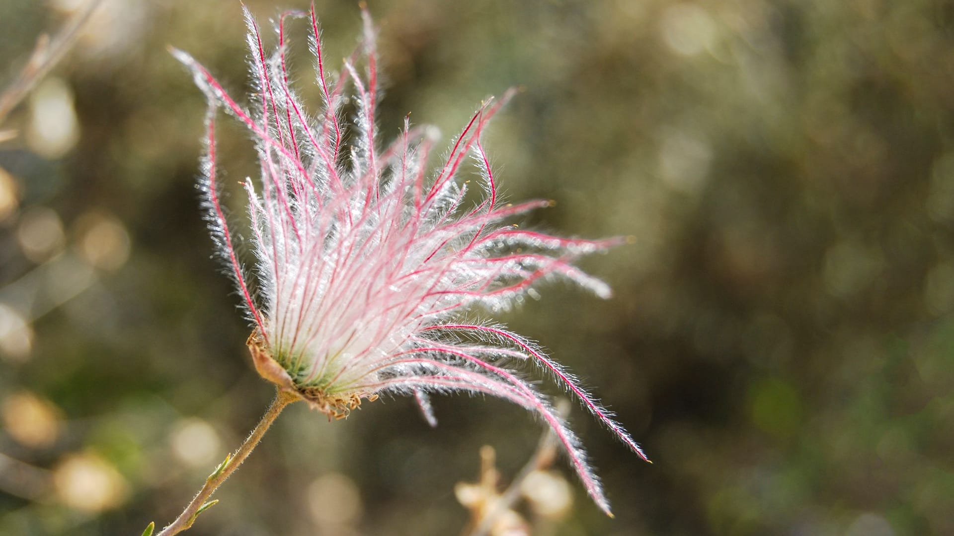 Lat. "Geum triflorum"