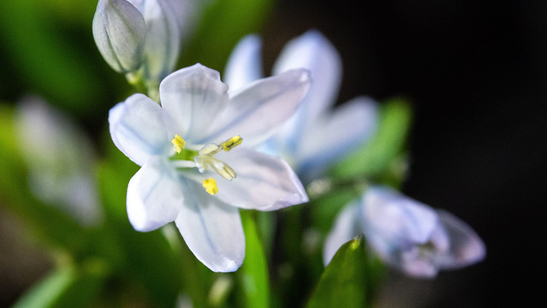 Zwiebelblumen: Der Schneestern wird erst kommenden Frühjahr erblühen, aber schon jetzt muss er in den Gartenboden.