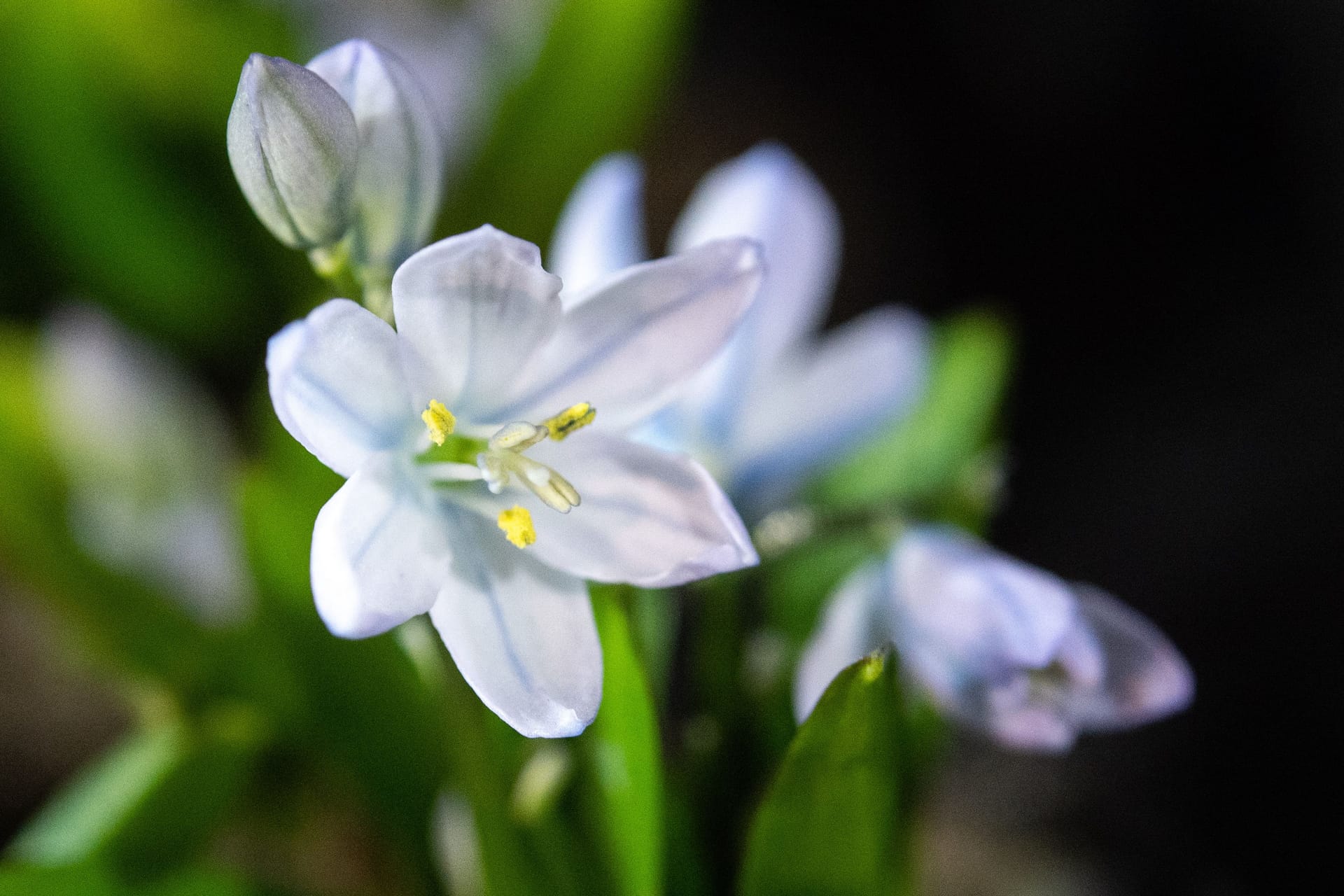 Zwiebelblumen: Der Schneestern wird erst kommenden Frühjahr erblühen, aber schon jetzt muss er in den Gartenboden.