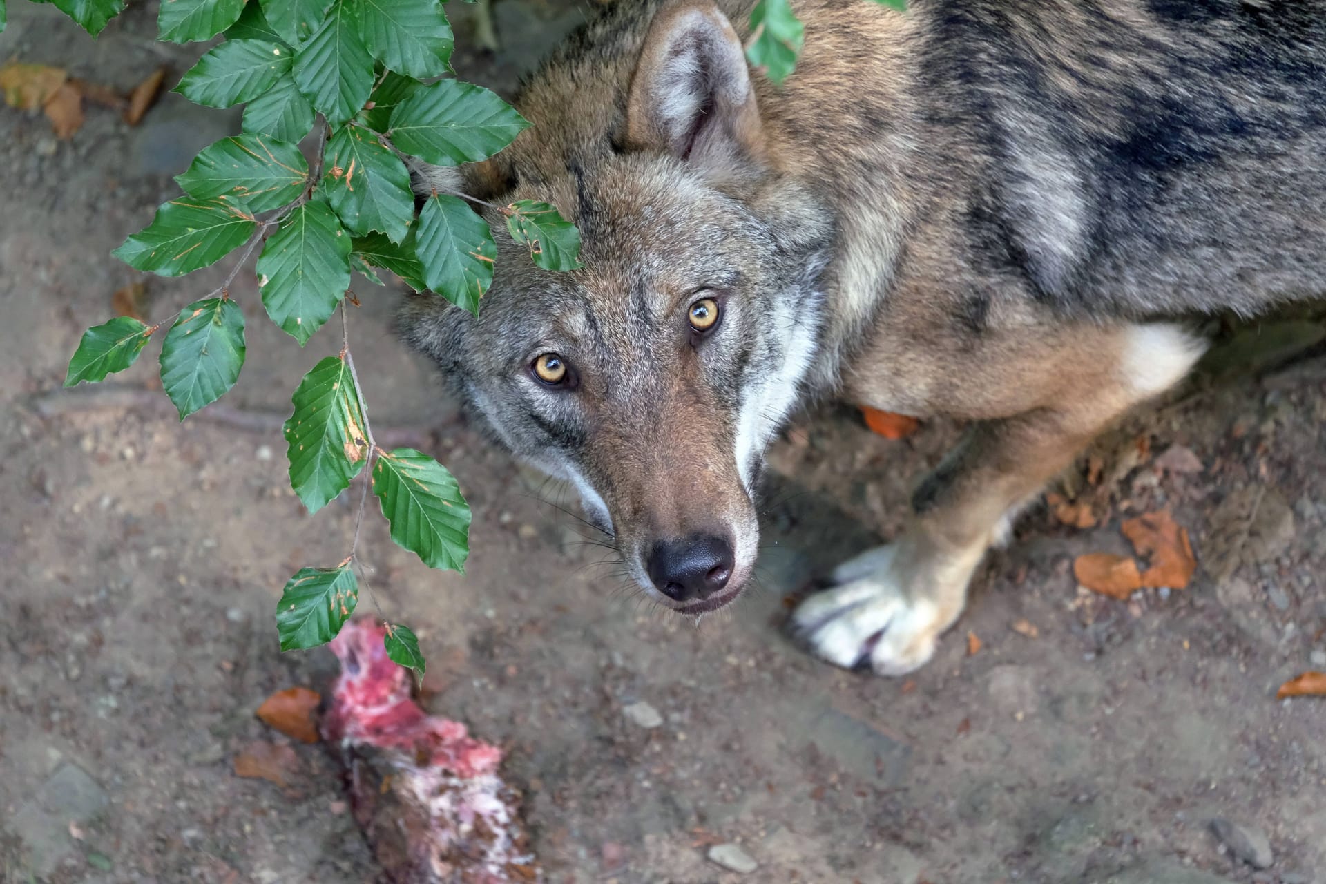 Ein europäischer Grauwolf (Symbolfoto): "Tonka" ist wieder zu ihren Besitzern zurückgekehrt.